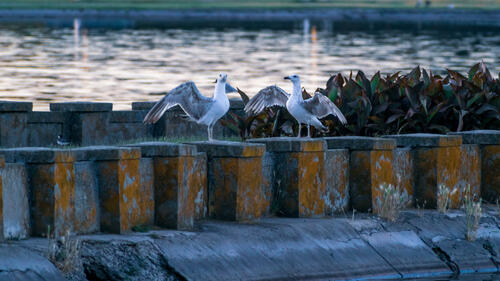 Seagull friends